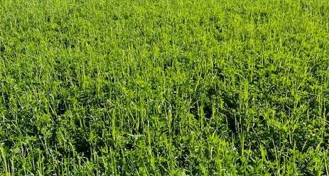 Alfalfa/Orchardgrass Blend