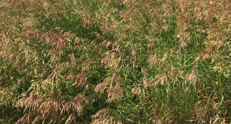 Brome Grass Hay