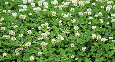Clover Hay