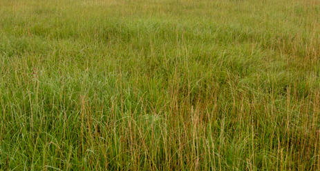 Prairie Hay